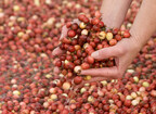 Fresh Recipe Ideas Ripe for this Cranberry Harvest Season