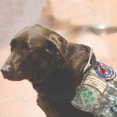 In honor of Veterans Day, Purina® Dog Chow® recognizes PTSD service dog Huey as the recipient of the Visible Impact Award for his vital role in supporting U.S. Army veteran Ramon manage his PTSD symptoms.