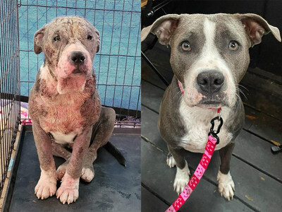 2nd Place Winner of $3,000 - Madeline was found as a stray in deplorable condition. She suffered from an extreme case of mange, with skin that appeared as though it had been singed off. Blood and pus oozed from her wounds, causing her significant pain. Rescuers from her shelter in Whitestone, NY, healed her wounds and provided her with love and care she had never known. Madeline now has her forever family, is living happily in the city and now goes by Milly.