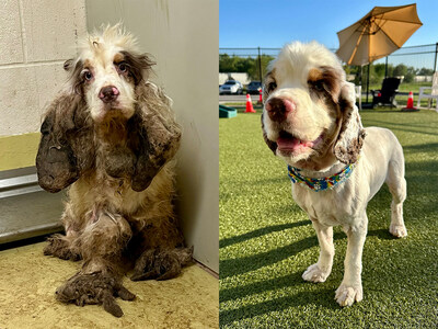 1st Place Winner of $10,000 - Cookie arrived at the shelter in Wichita, KS, as a stray with severe mats on his ears, legs and chest. With the help of an expert dog groomer, they removed around two pounds of fur, revealing his true beauty. He's now thriving in his new home and living his best life.