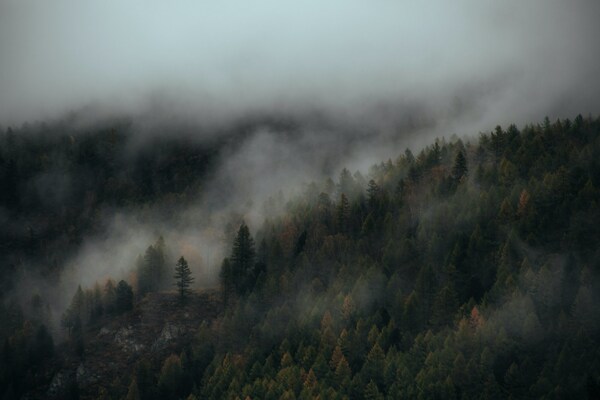 A moody PNW aesthetic is part of your cliché experience in Pierce County.