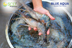 SCD Probiotics and Blue Aqua to Manufacture Probiotics for Cleaner Aquaculture