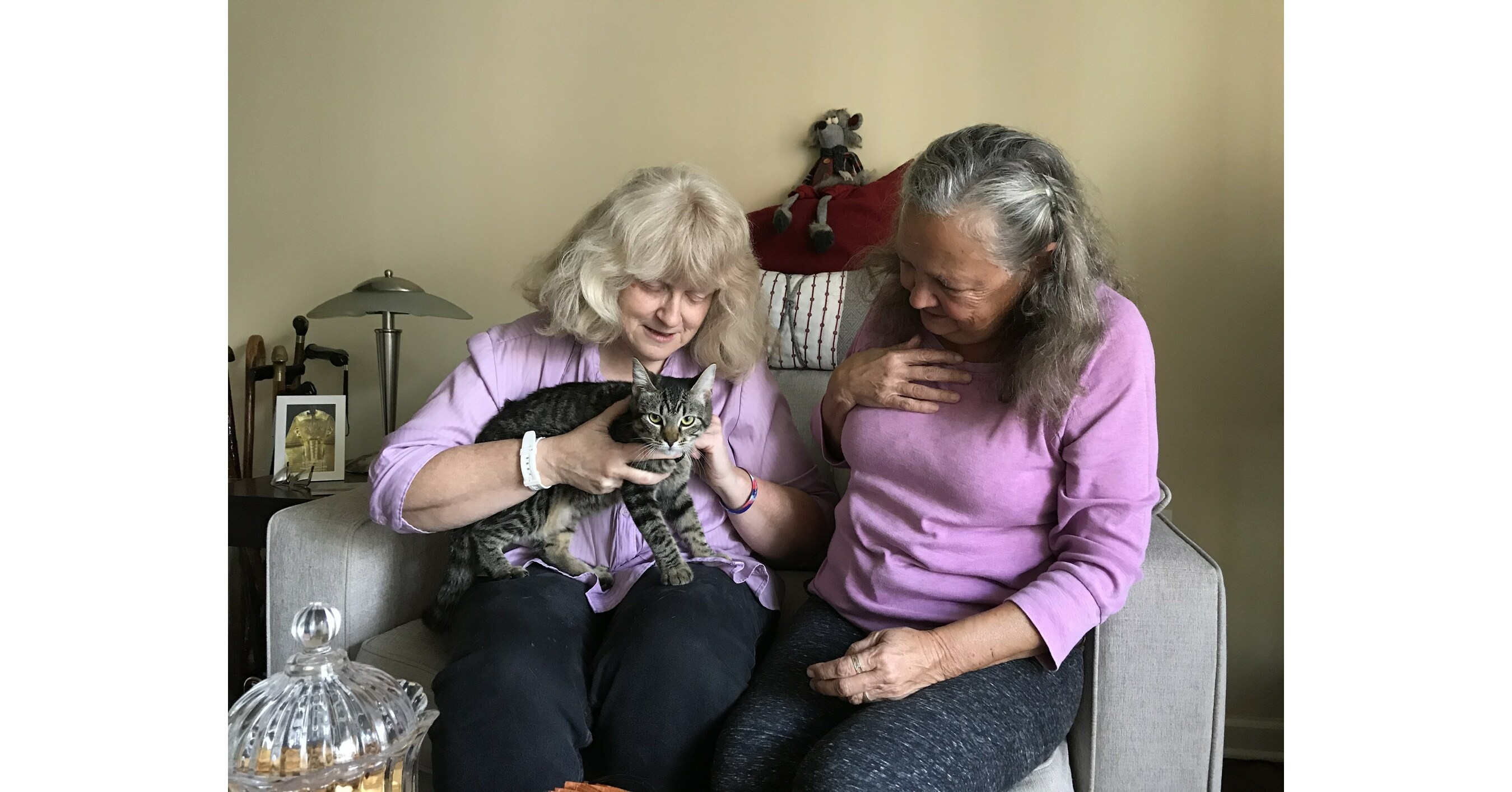 New Research Indicates Shelter Cat Fostering Reduces Loneliness in Older Adults Living Alone