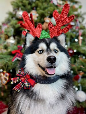 Halo Collar Expands Distribution for the Holidays