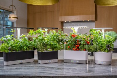 AeroGarden Cultivates Growth for Small Businesses This Holiday Season