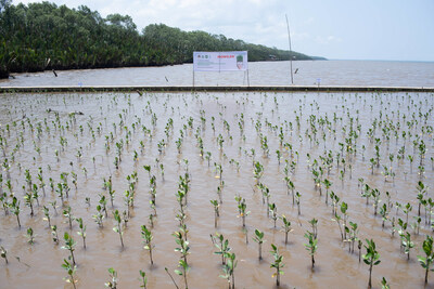 Mowilex partnered with environmental hero Rudi Hartono to plant 25,000 mangrove trees that will protect the environment and generate income for residents of Sungai Kupah Village, West Kalimantan.