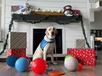 Jolly Pets Announces Annual Charitable Campaign #WeGiveaJolly to Benefit Shelter Dogs Across the Country Beginning Giving Tuesday