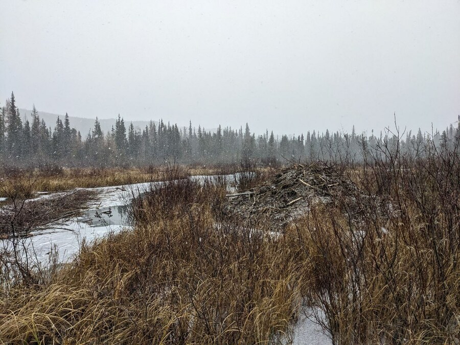 Invert Partners with Carbonethic and Kaska Dena Council to Co-Develop Large-Scale, Nature-Based Projects in Canada - Vimarsana News