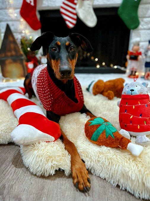 PET FOOD EXPRESS MAKES GIFT GIVING AFFORDABLE, HOLIDAY COLLECTION FEATURES ITEMS UNDER $10 INCLUDING STOCKING STUFFERS, TASTY TREATS FOR ALL PETS - Vimarsana News