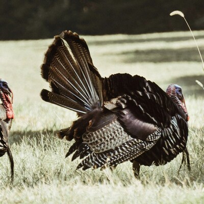 LaBelle Patrimoine Offers Rare Heirloom Bronze Air-Chilled Whole