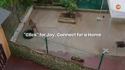 “Click” for Joy, Connect for a Home