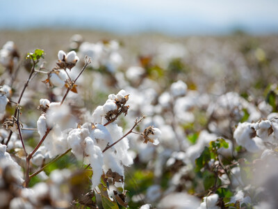 European Cotton Alliance (ECA)