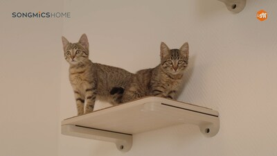 Two Kittens Playing on Clickat Collection (PRNewsfoto/SONGMICS HOME)