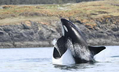 Killer Whale (Northeast Pacific Southern Resident population)  Gord Court (CNW Group/Committee on the Status of Endangered Wildlife in Canada)
