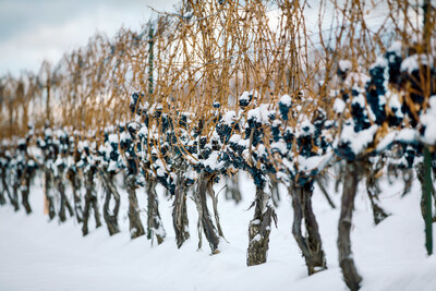 Explore the heart of Ontario's wine country at Niagara's Icewine Festival. (CNW Group/Wine Marketing Association of Ontario)