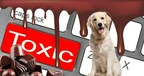 Updated Dog Chocolate Calculator from ydowelovepets.com: Your Essential Guide on What to Do if Dog Eats Chocolate