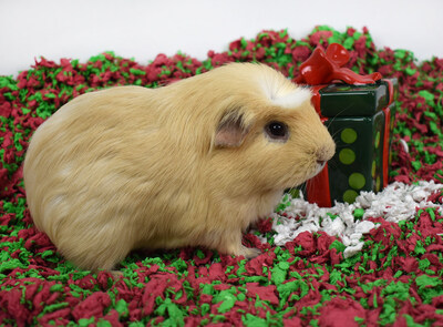 carefresh® small animal bedding in festive holiday colors