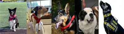 FIVE HEROIC DOGS HONORED WITH 2023 AKC HUMANE FUND AWARDS FOR CANINE EXCELLENCE (ACE)