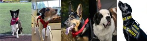 FIVE HEROIC DOGS HONORED WITH 2023 AKC® HUMANE FUND AWARDS FOR CANINE EXCELLENCE (ACE)