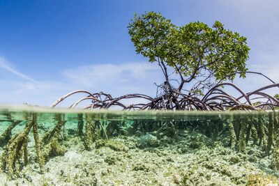 Ocean Co-Lab grantee ORRAA's Blue Carbon Mangrove Restoration Project in the Bahamas