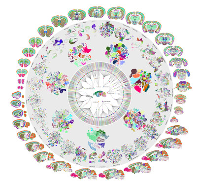 Detailed classification and distribution of cell types in the entire mouse brain based on the expression of their genes. More than 5000 cell types have been identified and can be grouped based on their similarity to each other. Each of the groups was plotted as a UMAP to highlight the relationships between cell types in specific groups and each group can be assigned to specific anatomical location.