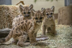 Three Orphaned Mountain Lion Cubs Rescued in San Diego