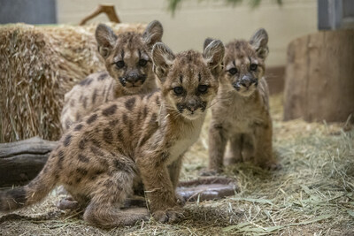 Credit: Ken Bohn, San Diego Zoo Wildlife Alliance