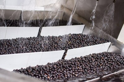 Acai going through the washing process