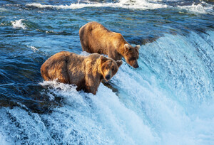 Princess Cruises Exclusive: New Katmai National Park Cruisetour on Sale Now for 2024 Alaska Season