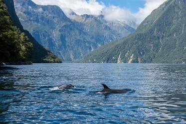 Dolphins swimming in the Norwegian Fjords