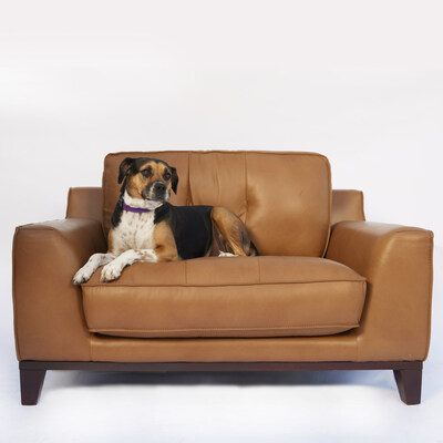 Attie is one of the dogs available for adoption through the FURnish Happiness initiative.