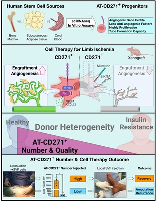 Graphical abstract illustrates how CD271+ progenitor cells derived from adipose tissue can prompt limb-preserving blood vessel growth. Source: Cincinnati Children's and Cell Reports Medicine.