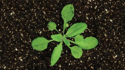 Arabidopsis thaliana is a plant species widely used to make fundamental biological discoveries. With the help of this versatile test subject, CSHL scientists have now dug up the secrets of a process that helps control inheritance.