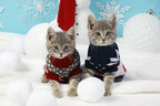 HELPFUL HOLIDAY ADOPTION HINTS AND NEW YEAR GOALS TO ENRICH THE LIVES AND WELL-BEING OF FAMILIES & THEIR BELOVED PETS