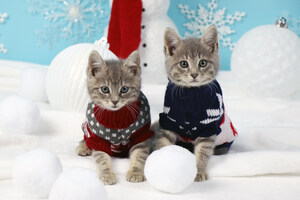 HELPFUL HOLIDAY ADOPTION HINTS AND NEW YEAR GOALS TO ENRICH THE LIVES AND WELL-BEING OF FAMILIES &amp; THEIR BELOVED PETS