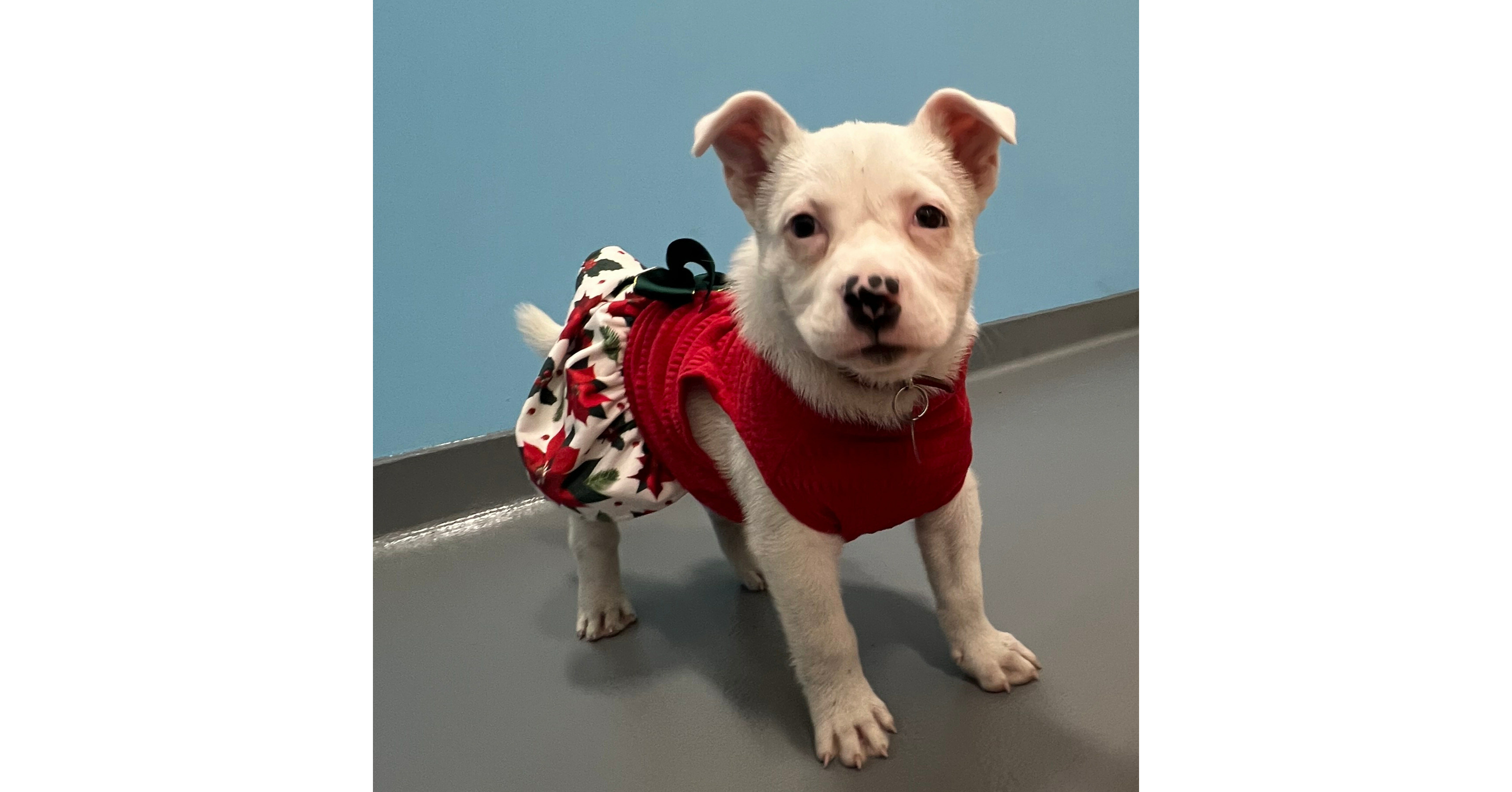 HELPFUL HOLIDAY ADOPTION HINTS AND NEW YEAR GOALS TO ENRICH THE LIVES AND WELL-BEING OF FAMILIES & THEIR BELOVED PETS
