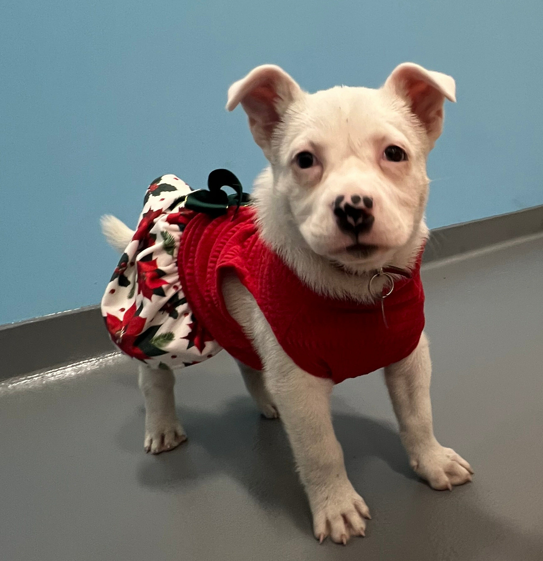 Unable to view the image, Please provide a valid URL.