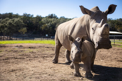 Truda, a southern white rhino calf, stands with her mother Helga. Truda was born on Nov. 17 at Natural Bridge Wildlife Ranch in New Braunfels, TX. Southern white rhinos are threatened in the wild, and births are rare in captivity. NBWR is one of 300 U.S. accredited zoological facilities and of those less than 30 have successfully bred southern white rhinos.