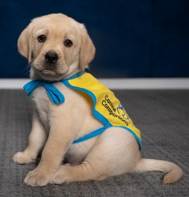 Canine Companions' Pilot is being raised at The PenFed Foundation