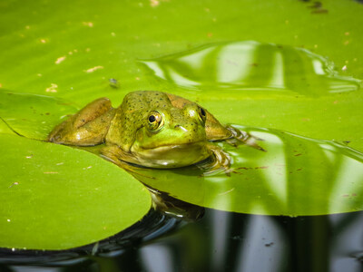 Bull frog  Jason King (CNW Group/Ontario Nature)