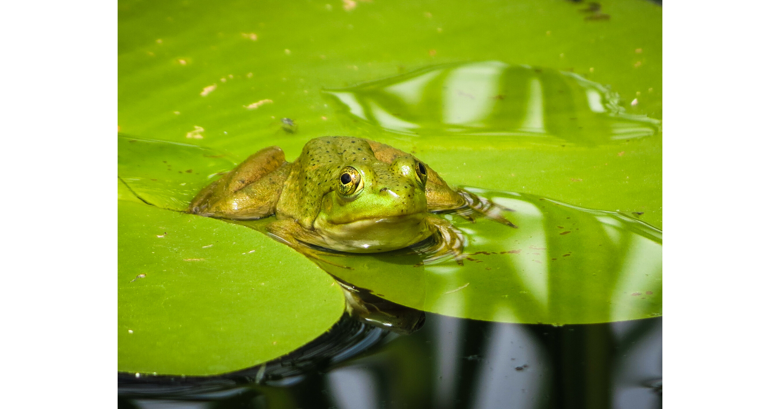 Green Frog, Reptiles & Amphibians in Ontario