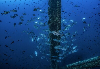 Arena Energy Creates an Artificial Reef at South Marsh Island 192 in ...