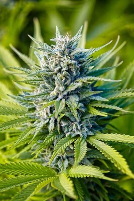 Blue Dream