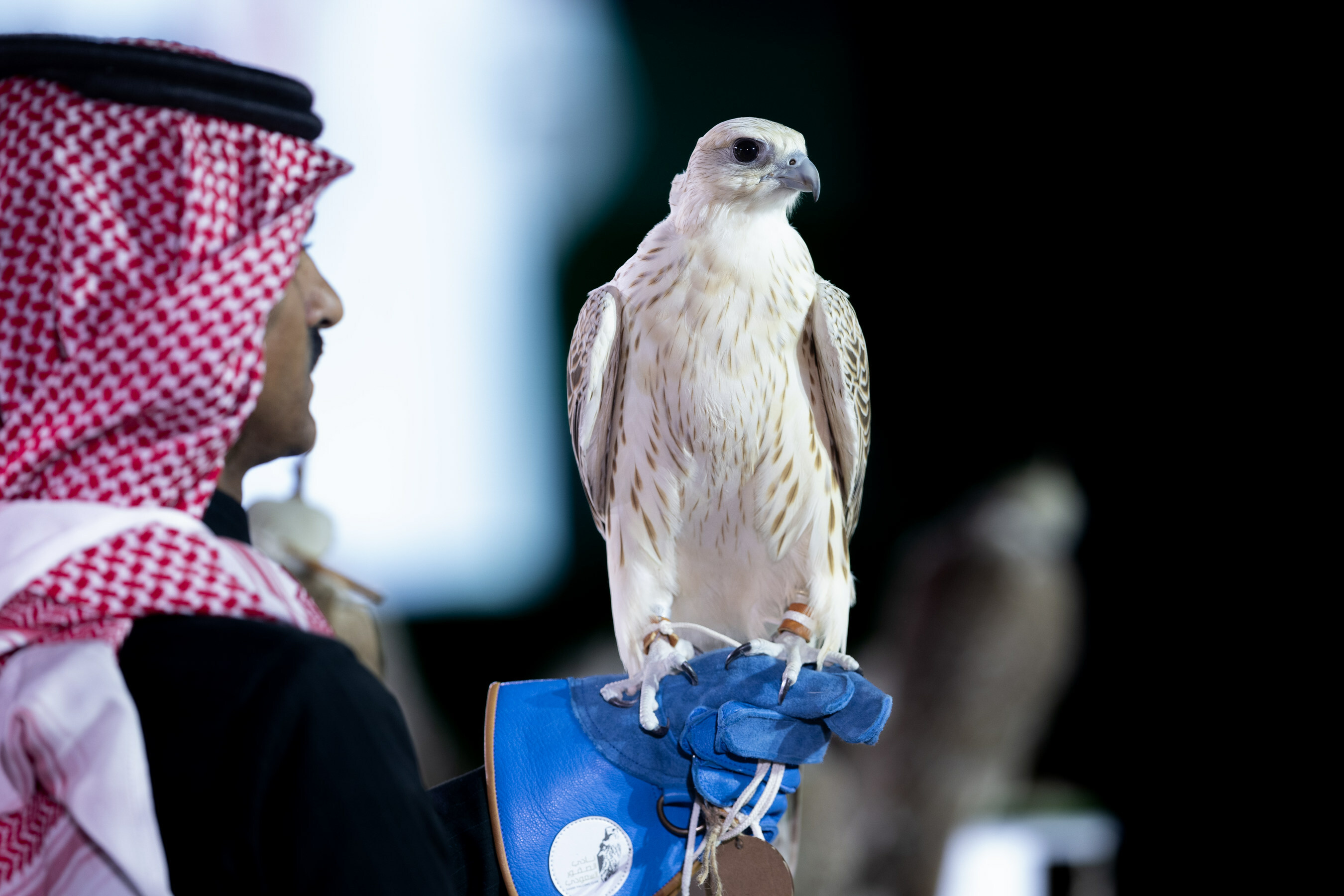 Der erste AlUla Falcon Cup feiert neun Tage lang spektakuläre Kulturerbe-Sportarten und rekordverdächtige Preise