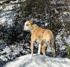 TurfMutt's Tips for Enjoying Your Yard, A Winter Wonderland