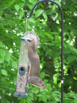 For bird lovers, the sight of a bushy tail hanging off the side of a feeder means one thing: war.