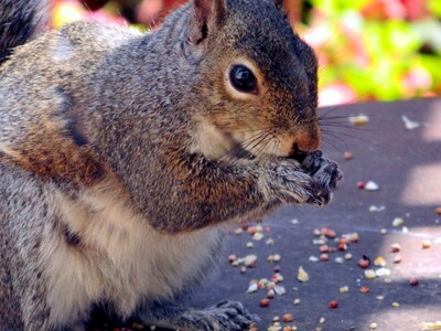 Lure squirrels away from birdfeeders by providing them their own food source, away from birdfeeders.