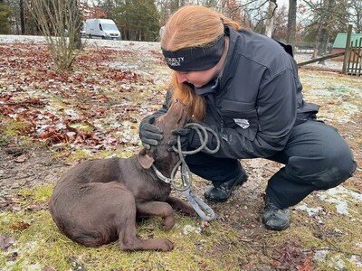 The Humane Society of Missouri's (HSMO) Animal Cruelty Task Force (ACT) rescues 95 Labrador Retrievers from the property of an unlicensed breeder in Phelps County, Missouri, Jan. 9, 2024. For the past five years the breeder has been included on the national 