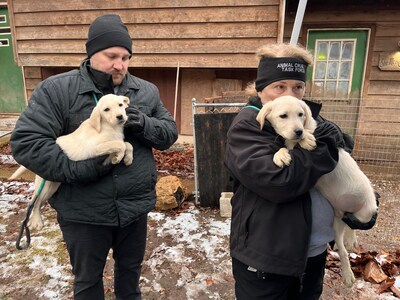 The Humane Society of Missouri’s (HSMO) Animal Cruelty Task Force (ACT) rescues 95 Labrador Retrievers from the property of an unlicensed breeder in Phelps County, Missouri,  Jan. 9, 2024. For the past five years the breeder has been included on the national “Horrible 100” list – a ranking of the worst dog breeders in the country. The dogs will receive emergency veterinary treatment at HSMO’s Macklind headquarters in St. Louis.<br />
PHOTO CREDIT: Humane Society of Missouri