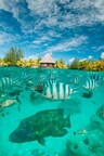 Explore French Polynesia's Underwater World